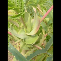Melianthus - Melianthus major (1)